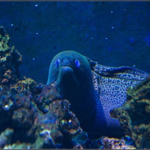 Фото от владельца Сочинский аквариум, ООО, океанариум