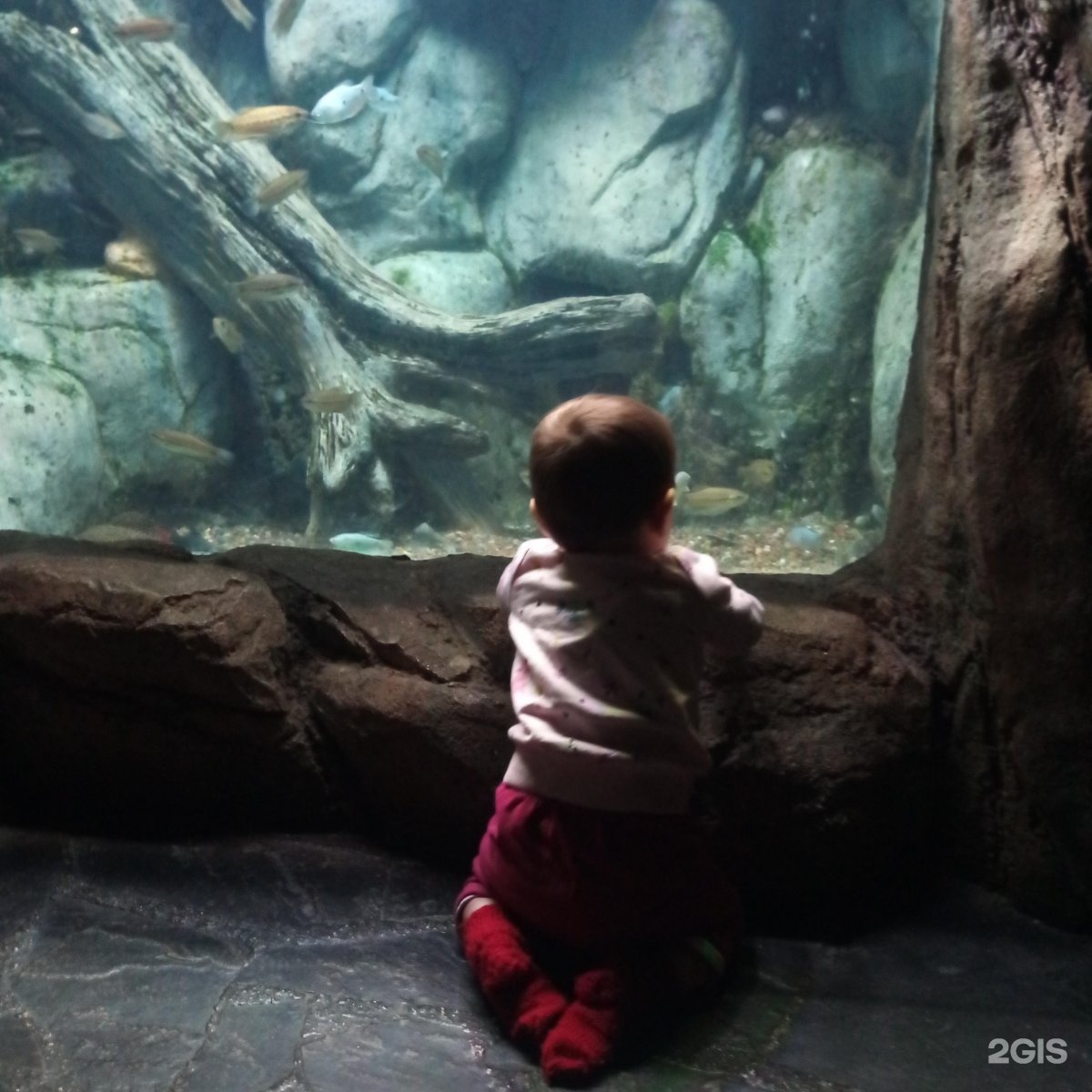 Океанариум Sochi Discovery World Aquarium. Краснодарский край Сочи улица Ленина 219а/4 Sochi Discovery World Aquarium. Сочи океанариум Русалка. Sochi Discovery World Aquarium ул. Ленина, 219а/4 фото.