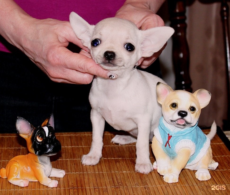 чихуахуа рикко вигал. радужная чихуахуа. улица чихуахуа. чихуахуа рикко вигал, московский. улица чихуахуа.