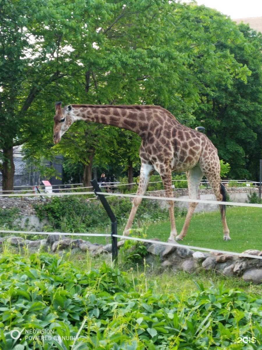 зоопарк в москве большая грузинская