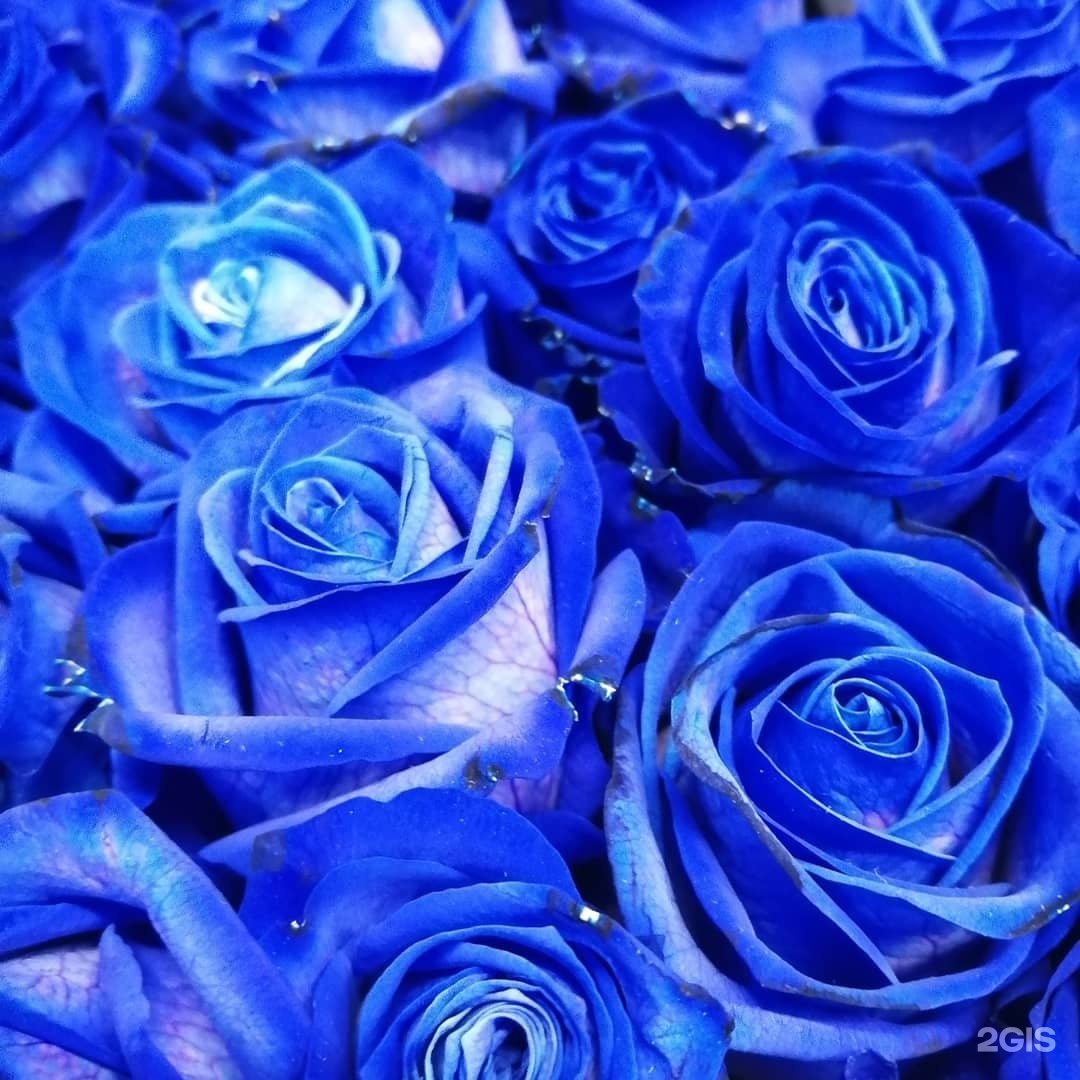 Панели синие розы