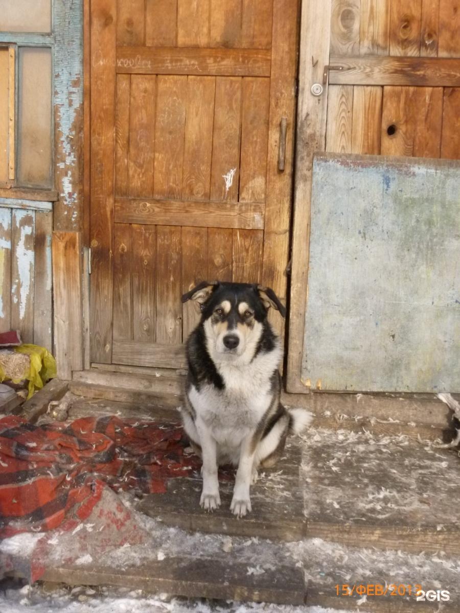 Приют для собак в Гусь Хрустальном. Приют для собак Вязьма. Приют собак в Юрга. Приют собак Воткинск.