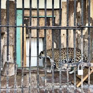 Фото от владельца Ленинградский Зоопарк