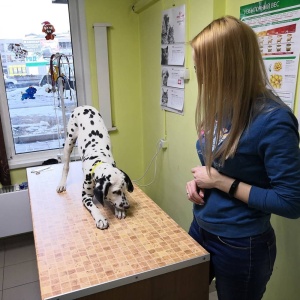 Фото от владельца Doctor Pets, ветеринарная клиника