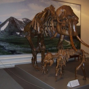Фото от владельца Музей природы и охраны окружающей среды