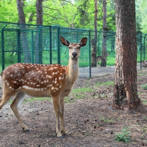 Фото от владельца Белгородский Зоопарк