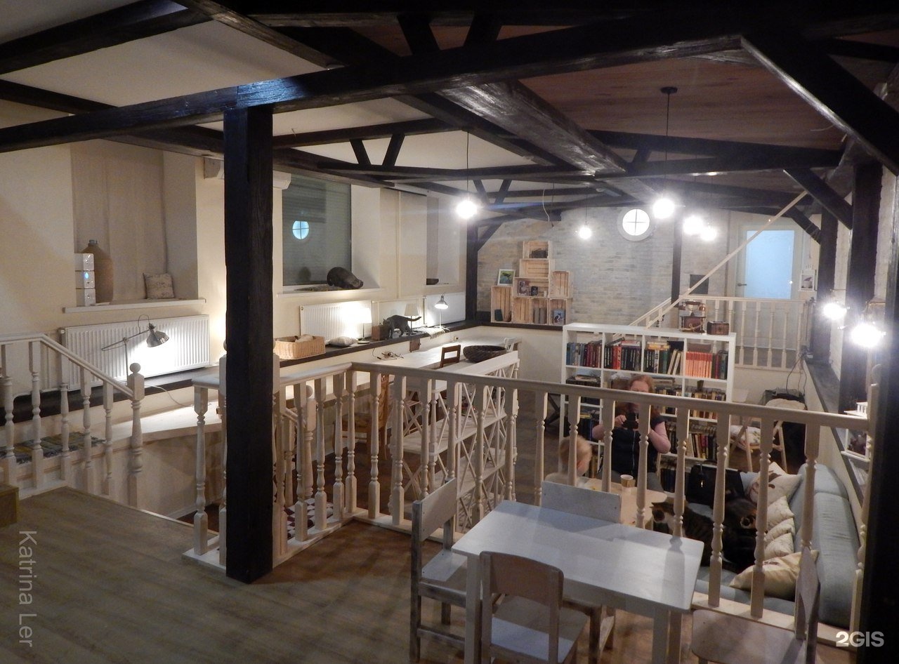 зоки кэт кафе киров. зоки кэт кафе киров. зоки кафе киров режим. зоки кафе киров. кафе с кошками киров.