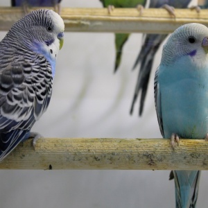 Фото от владельца Планета Zoo, гипермаркет