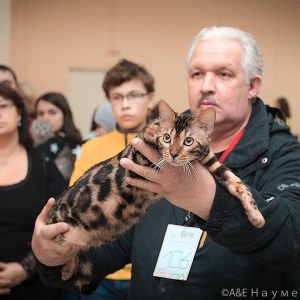 Фото от владельца Threecats, питомник бенгальских кошек