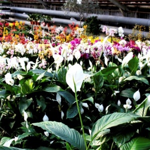 Фото от владельца Nicole, сеть цветочных салонов и магазинов комнатных растений