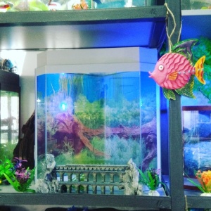 Фото от владельца Афалина, магазин аквариумов и зоотоваров