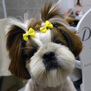Фото от владельца Шоу Стайл, салон красоты и дрессировки для собак