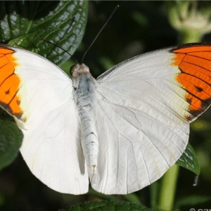 Фото от владельца Бабочкин дом, интернет-магазин тропических бабочек