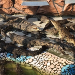 Фото от владельца Ферма крокодилов и аллигаторов