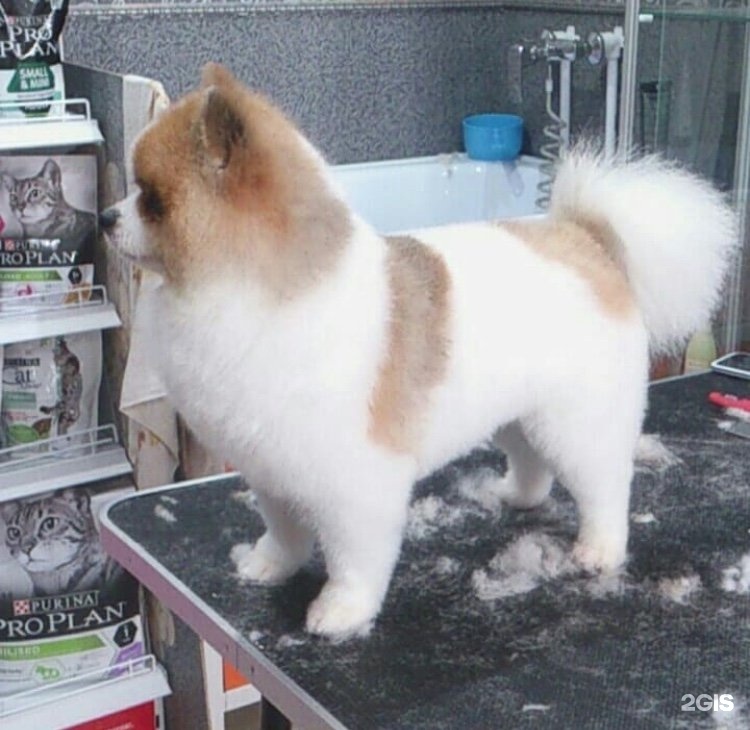 Стрижка собак анапа. Груминг анапа. Стрижка мальтезе. Стрижка собак анапа. Стрижка собак и кошек анапа.