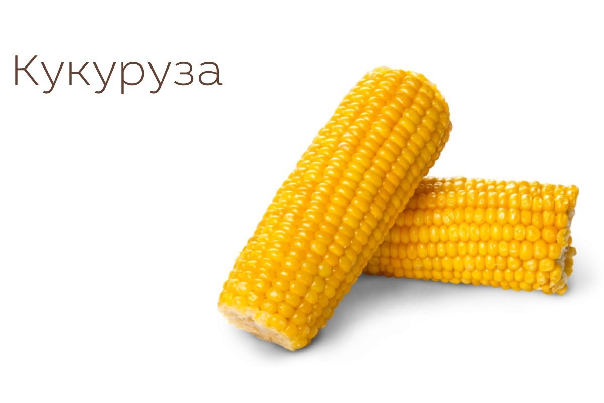 Кукурузный початок. Сорта кукурузы. Кукуруза. Вареная кукуруза. Кукуруза текстура.
