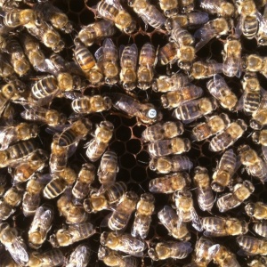 Фото от владельца Магазин пчеловодства