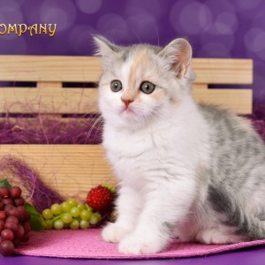 Фото от владельца Cat`s Company, питомник британских и шотландских кошек