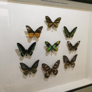 Фото от владельца Музей насекомых