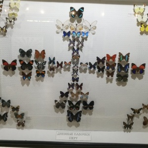 Фото от владельца Музей насекомых