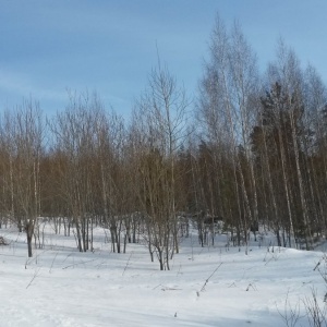 Фото от владельца Гора Волчиха, горнолыжный комплекс