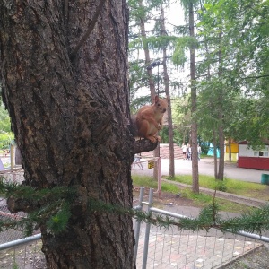 Фото от владельца Екатеринбургский Центральный Парк Культуры и Отдыха им. В.В. Маяковского