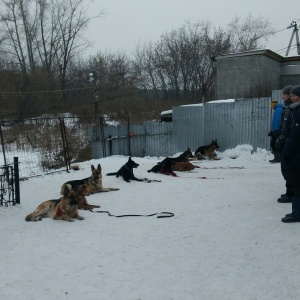 Фото от владельца Центр специальной дрессировки собак, ИП Паздерник С.В.