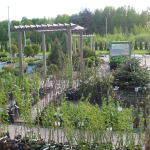 Фото от владельца Сеть садовых центров, Псковский трест зеленого хозяйства