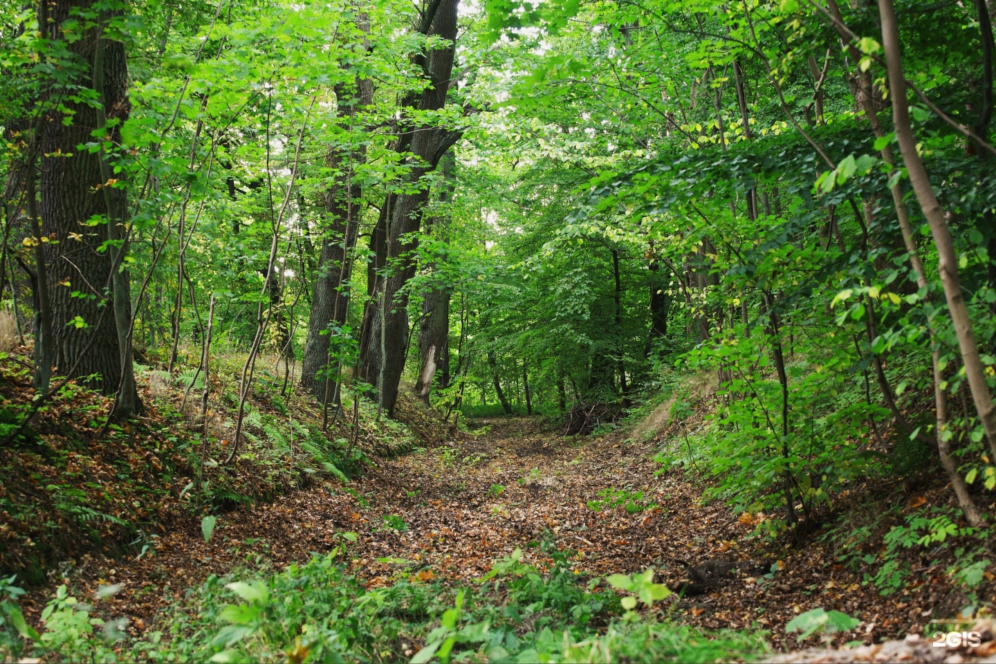 Суздальский парк в калининграде фото