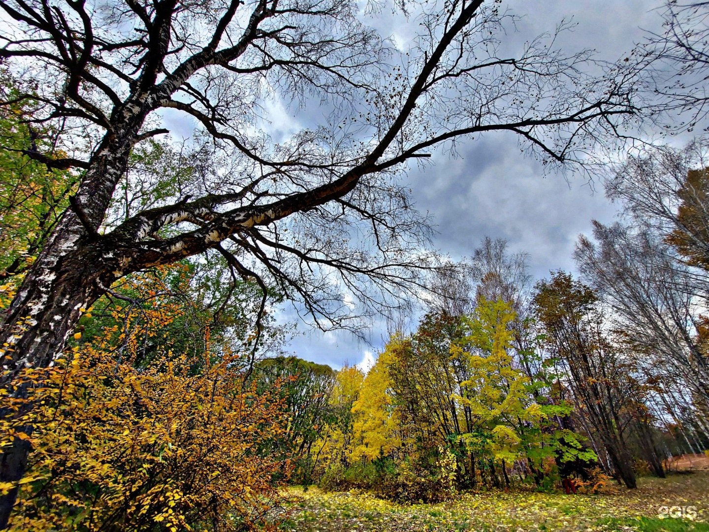 Дендрарий красноярск фото