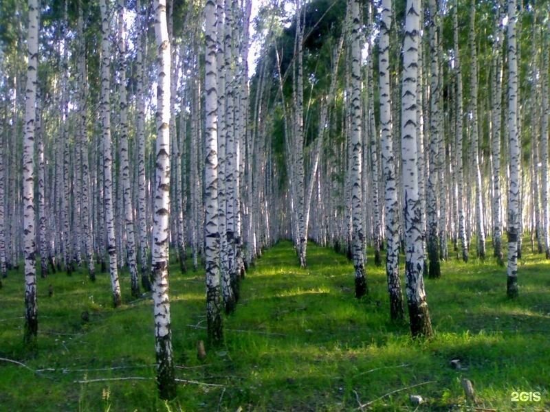 Березовая роща Партизанское водохранилище