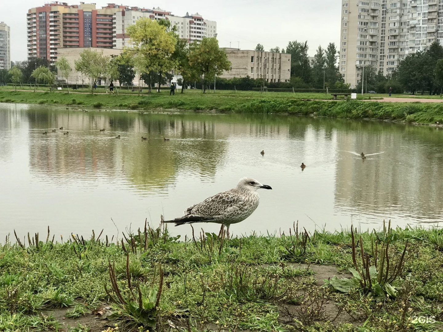 Парк Полюстрово Санкт-Петербург