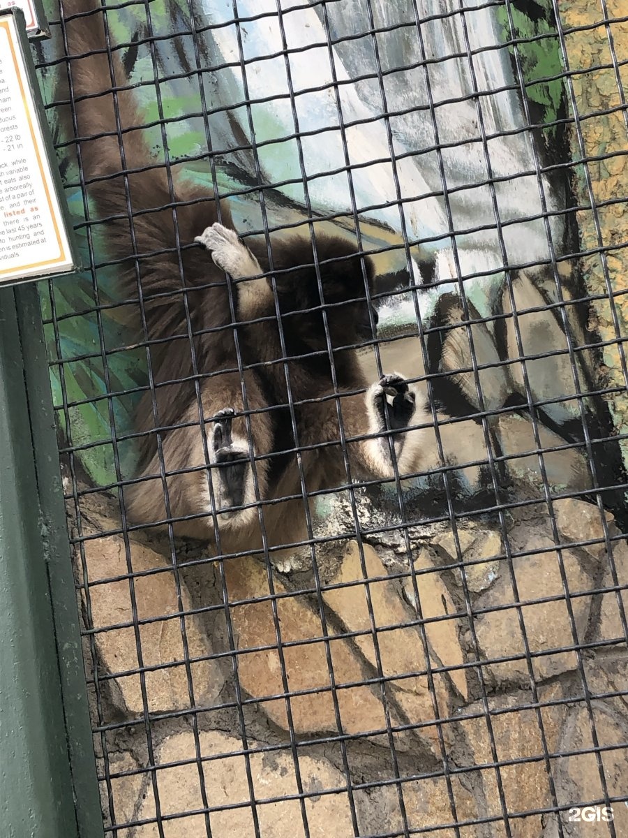 животные зоопарка екатеринбурга