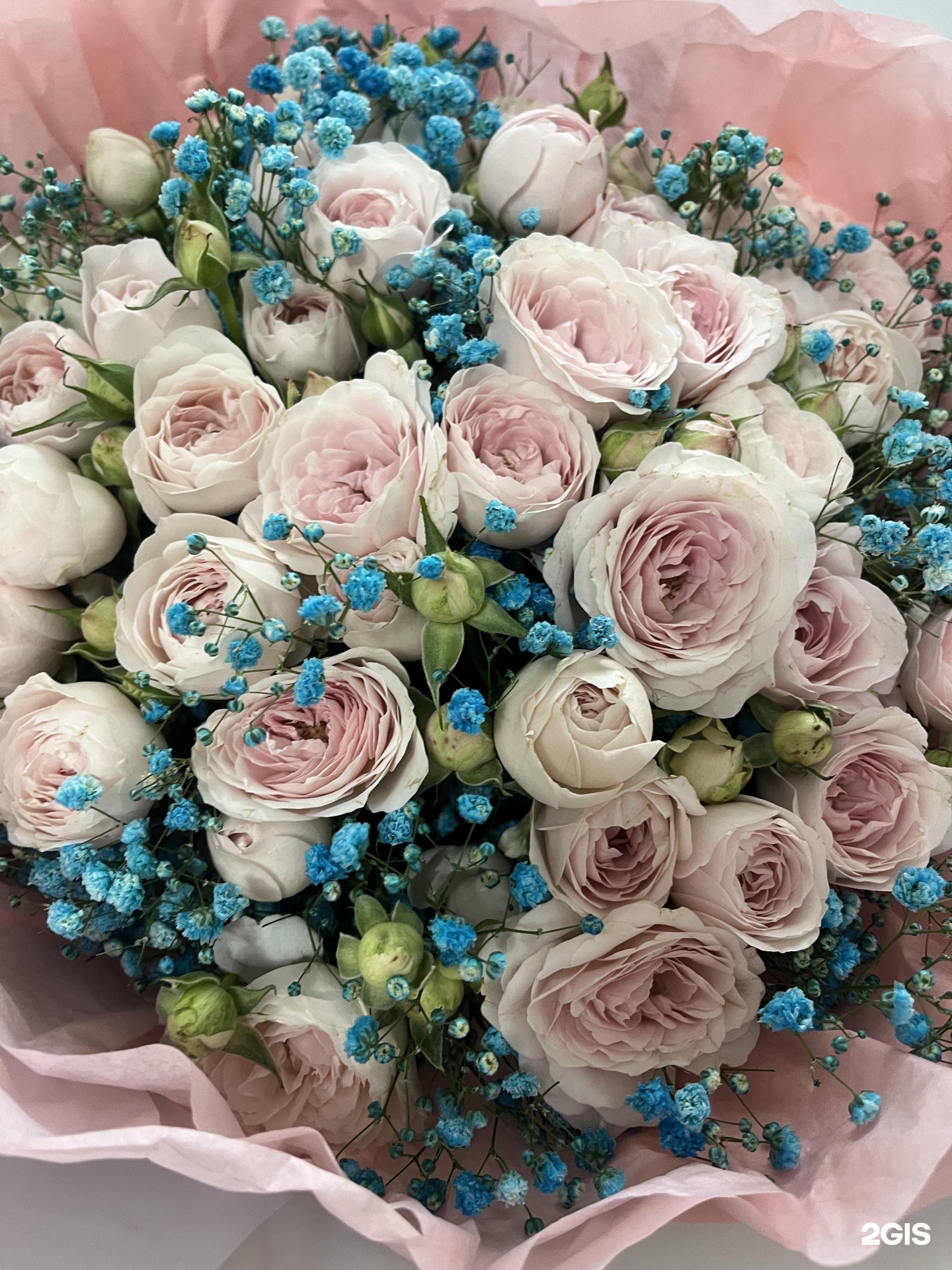 Сиськи тістеген фото Сиськи тістеген фото