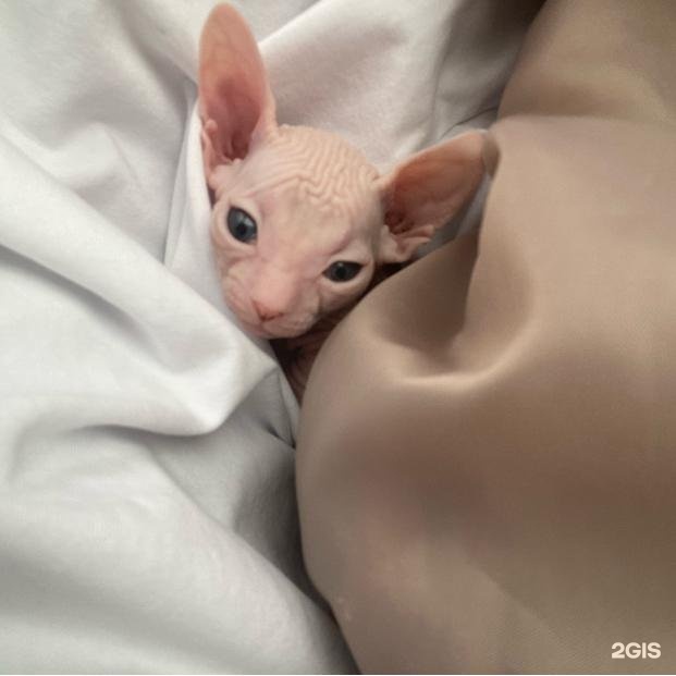 Автор отзыва Лика З