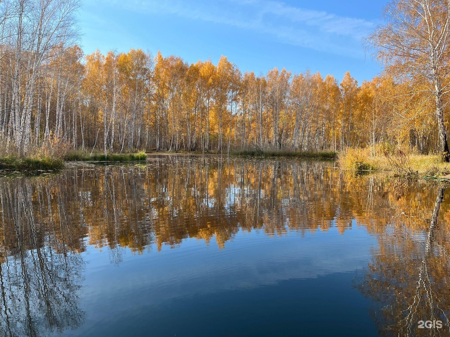 Боровлянка