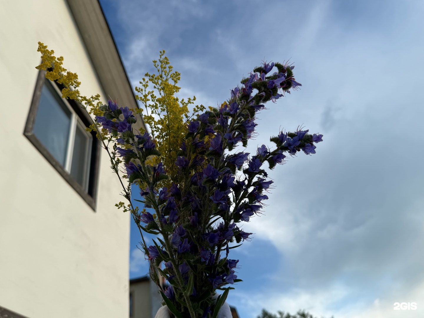 Family house