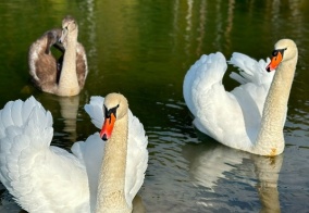 Апартаменты Дубль Дачи Капитан Бархатный в Тульской области