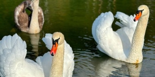 Заокский муниципальный район: Апартаменты Дубль Дачи Капитан Бархатный