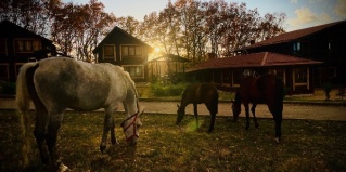 Новоалексеевский: Турбаза Гринландия