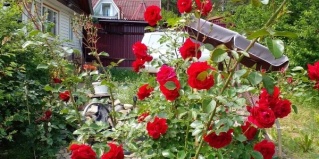 Иркутск: Апартаменты Елисей