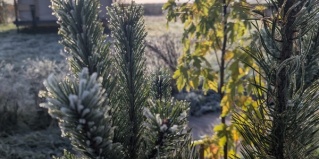 Сорога: Глэмпинг Носороги