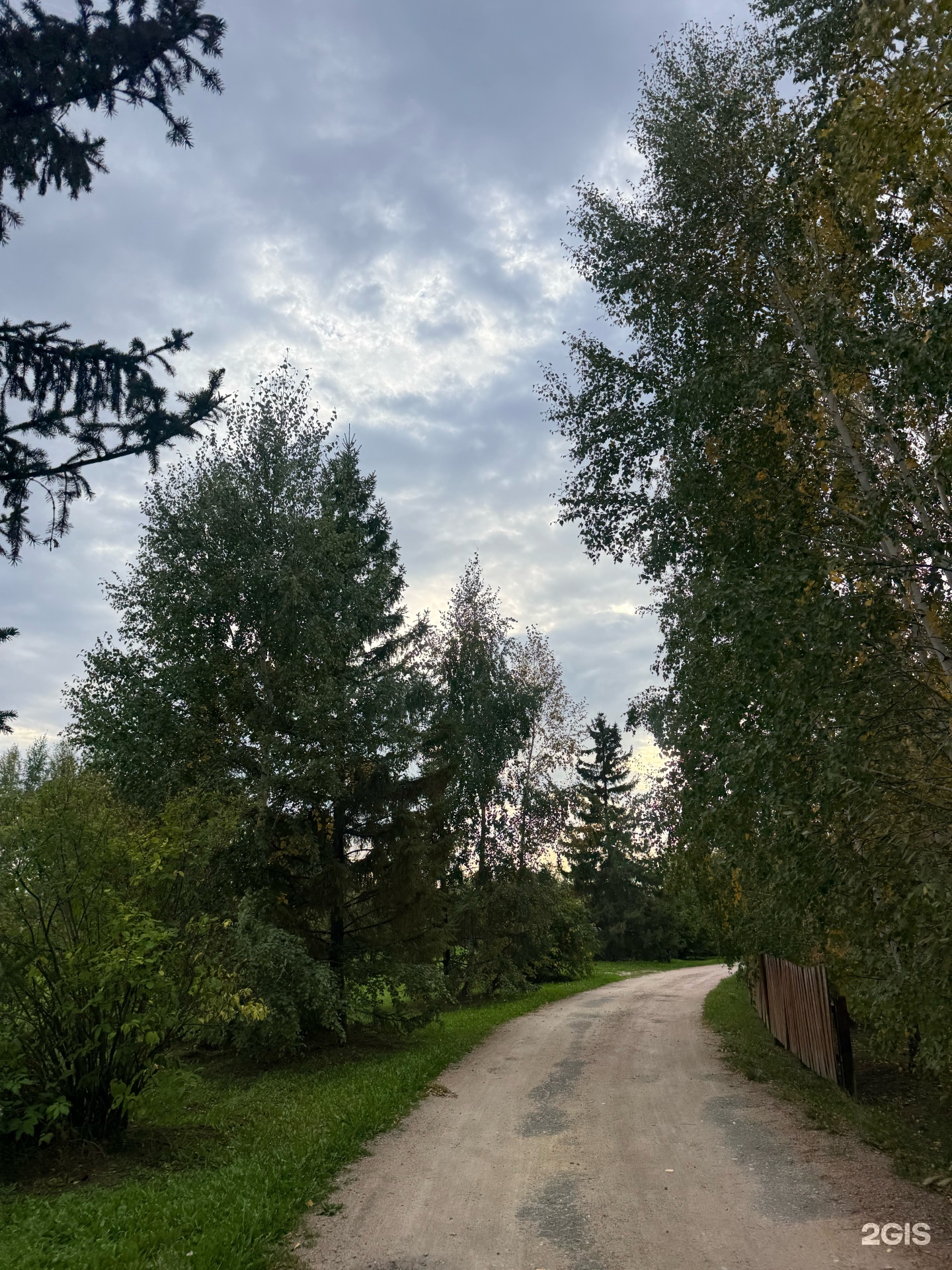 Березовая роща
