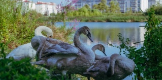 Сириус: Гостевой дом Магнолия