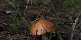 Каменка: Глэмпинг Retreat Place